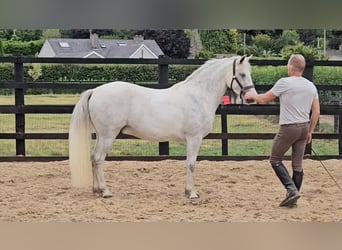 Connemara, Wallach, 4 Jahre, 148 cm, Schimmel