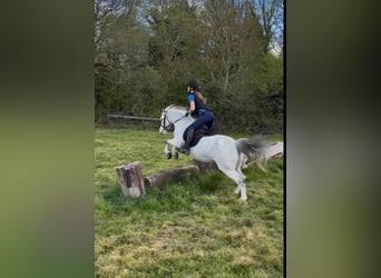 Connemara, Wallach, 4 Jahre, 148 cm, Schimmel