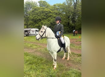 Connemara, Wallach, 4 Jahre, 148 cm, Schimmel