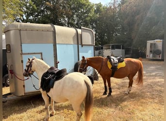 Connemara, Wallach, 4 Jahre, 148 cm, Schimmel