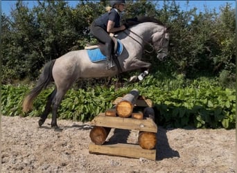 Connemara, Wallach, 4 Jahre, 148 cm, Schimmel