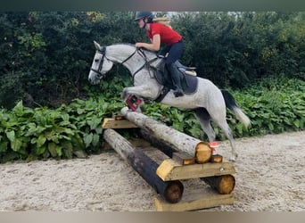 Connemara, Wallach, 4 Jahre, 148 cm, Schimmel