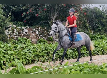 Connemara, Wallach, 4 Jahre, 148 cm, Schimmel