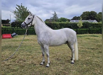 Connemara, Wallach, 4 Jahre, 148 cm, Schimmel