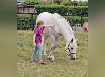 Connemara, Wallach, 4 Jahre, 148 cm, Schimmel