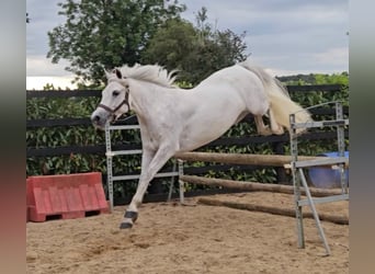 Connemara, Wallach, 4 Jahre, 148 cm, Schimmel