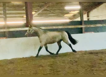 Connemara, Wallach, 4 Jahre, 150 cm, Falbe