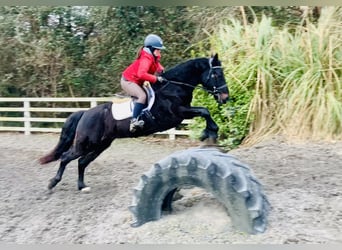 Connemara, Wallach, 4 Jahre, 150 cm, Rappe