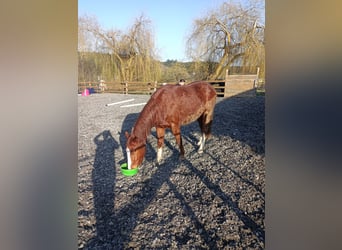 Connemara Mix, Wallach, 4 Jahre, 151 cm, Fuchs