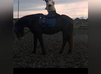 Connemara, Wallach, 4 Jahre, 152 cm, Apfelschimmel