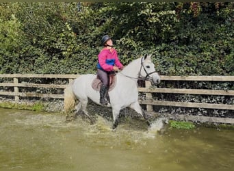 Connemara, Wallach, 4 Jahre, 152 cm, Apfelschimmel