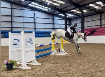Connemara, Wallach, 4 Jahre, 152 cm, Apfelschimmel