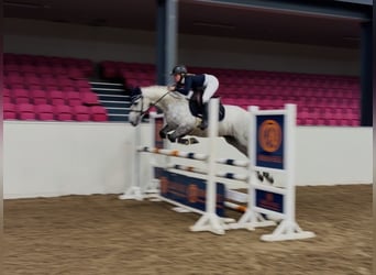Connemara, Wallach, 4 Jahre, 152 cm, Apfelschimmel