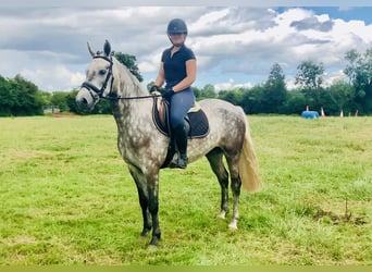 Connemara, Wallach, 4 Jahre, 152 cm, Apfelschimmel