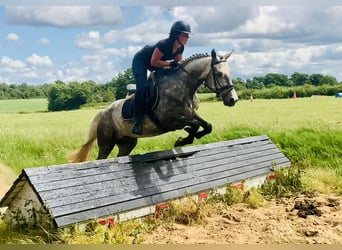 Connemara, Wallach, 4 Jahre, 152 cm, Apfelschimmel