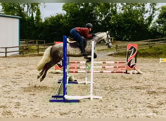 Connemara, Wallach, 4 Jahre, 152 cm, Apfelschimmel