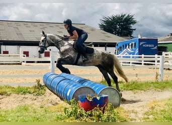 Connemara, Wallach, 4 Jahre, 152 cm, Apfelschimmel