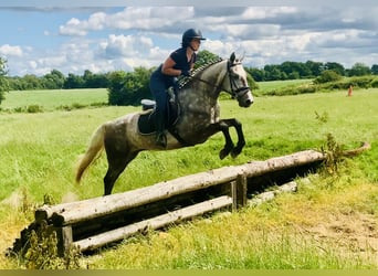 Connemara, Wallach, 4 Jahre, 152 cm, Apfelschimmel