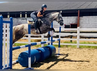 Connemara, Wallach, 4 Jahre, 152 cm, Apfelschimmel