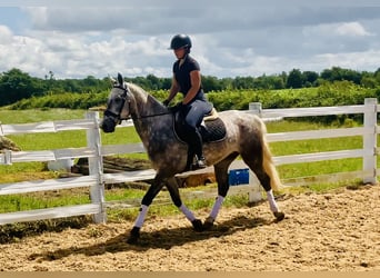Connemara, Wallach, 4 Jahre, 152 cm, Apfelschimmel