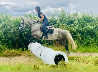 Connemara, Wallach, 4 Jahre, 152 cm, Apfelschimmel