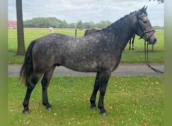 Connemara, Wallach, 4 Jahre, 152 cm, Apfelschimmel