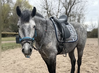 Connemara, Wallach, 4 Jahre, 152 cm, Apfelschimmel