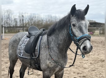 Connemara, Wallach, 4 Jahre, 152 cm, Apfelschimmel