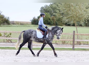 Connemara, Wallach, 4 Jahre, 152 cm, Blauschimmel