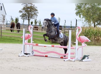 Connemara, Wallach, 4 Jahre, 152 cm, Blauschimmel