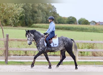 Connemara, Wallach, 4 Jahre, 152 cm, Blauschimmel