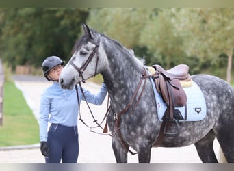 Connemara, Wallach, 4 Jahre, 152 cm, Blauschimmel