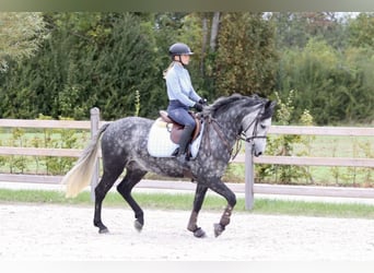 Connemara, Wallach, 4 Jahre, 152 cm, Blauschimmel