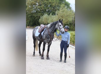 Connemara, Wallach, 4 Jahre, 152 cm, Blauschimmel