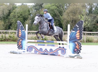 Connemara, Wallach, 4 Jahre, 152 cm, Blauschimmel