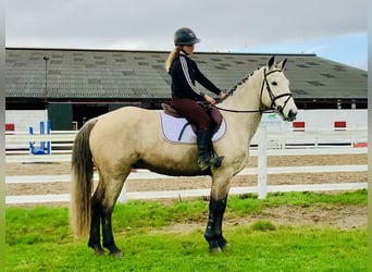 Connemara, Wallach, 4 Jahre, 152 cm, Falbe