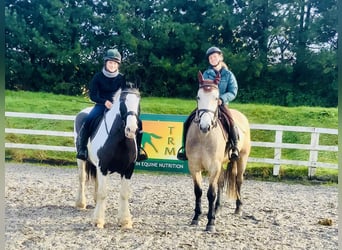 Connemara, Wallach, 4 Jahre, 152 cm, Falbe