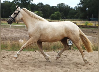 Connemara Mix, Wallach, 4 Jahre, 152 cm, Palomino