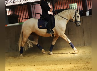 Connemara Mix, Wallach, 4 Jahre, 152 cm, Palomino