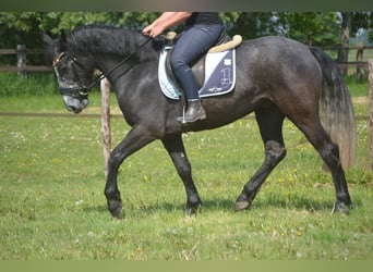 Connemara, Wallach, 4 Jahre, 152 cm, Schimmel