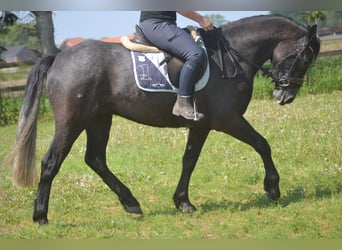 Connemara, Wallach, 4 Jahre, 152 cm, Schimmel