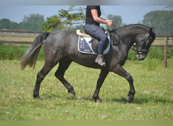 Connemara, Wallach, 4 Jahre, 152 cm, Schimmel