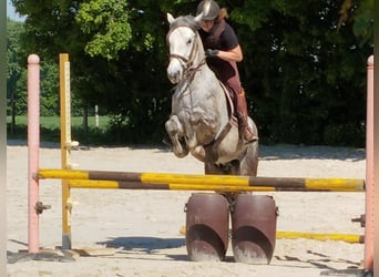 Connemara, Wallach, 4 Jahre, 152 cm, Schimmel