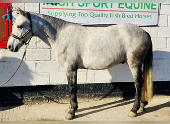 Connemara, Wallach, 4 Jahre, 152 cm, Schimmel