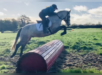 Connemara, Wallach, 4 Jahre, 152 cm, Schimmel