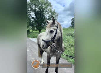 Connemara, Wallach, 4 Jahre, 152 cm, Schimmel