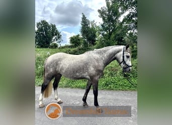 Connemara, Wallach, 4 Jahre, 152 cm, Schimmel