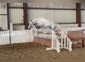 Connemara, Wallach, 4 Jahre, 152 cm, Schimmel