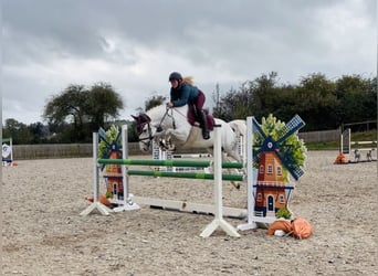 Connemara, Wallach, 4 Jahre, 152 cm, Schimmel