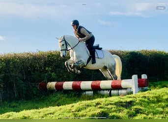 Connemara, Wallach, 4 Jahre, 152 cm, Schimmel